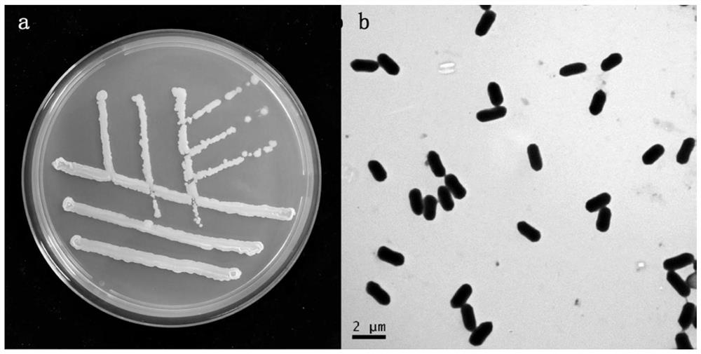 A Strain of Bacillus Veles and Its Application