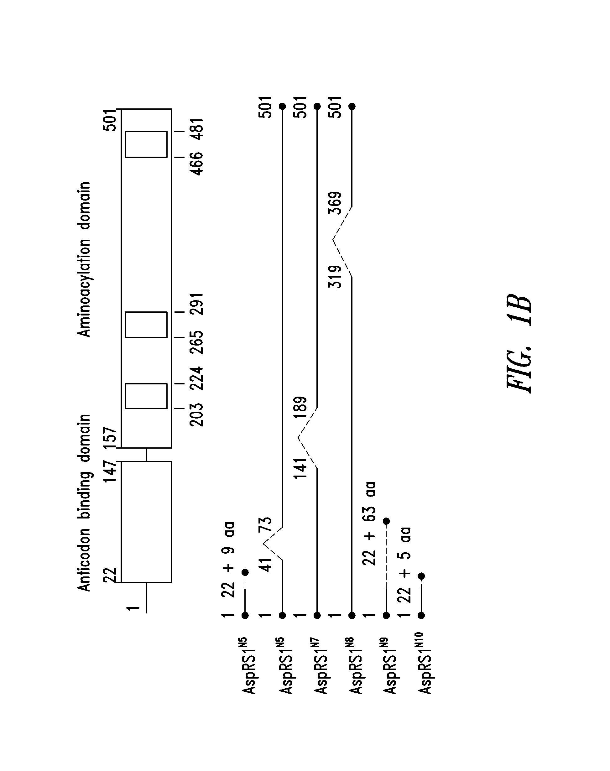 Innovative discovery of therapeutic, diagnostic, and antibody compositions related to protein fragments of aspartyl-trna synthetases