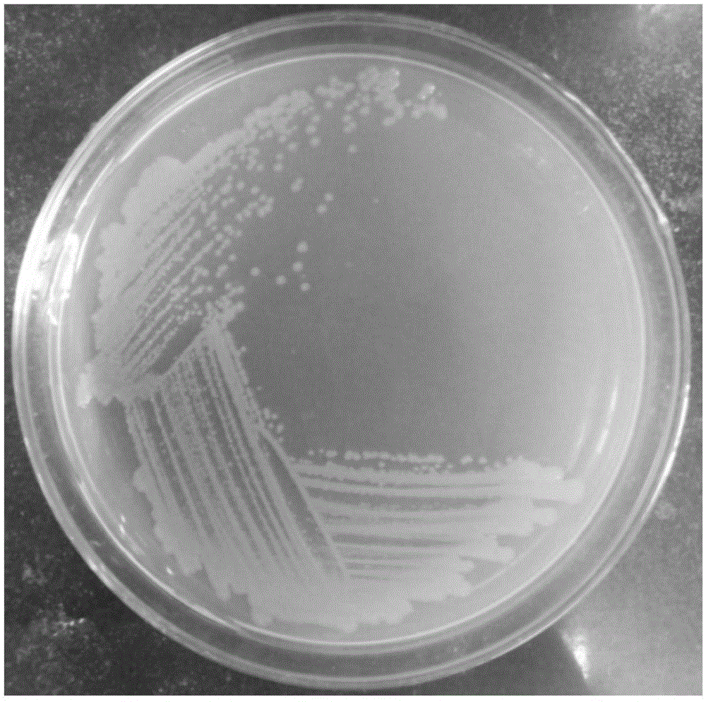 Aeromonas sp. YQ and its application in enzymatic preparation of L-citrulline