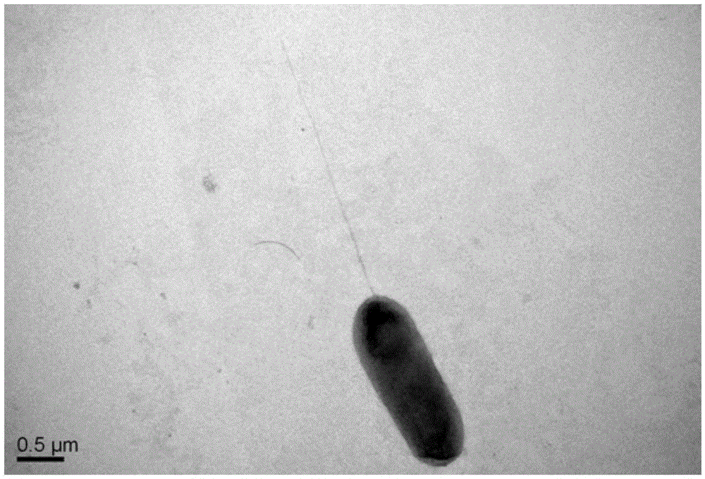 Aeromonas sp. YQ and its application in enzymatic preparation of L-citrulline