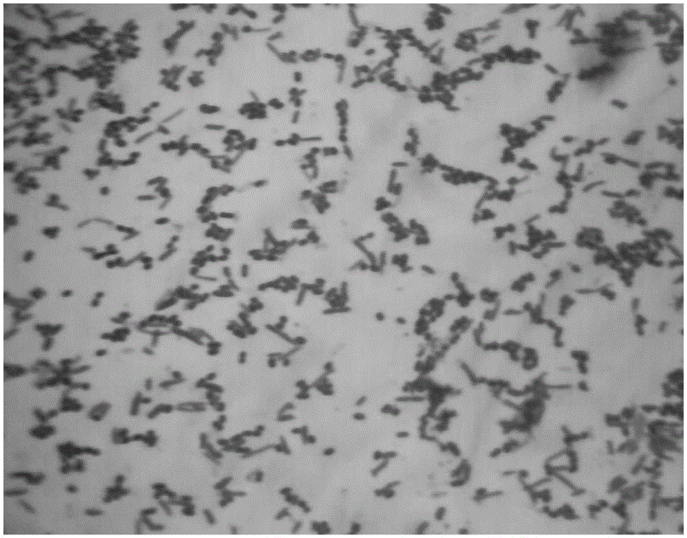 Aeromonas sp. YQ and its application in enzymatic preparation of L-citrulline