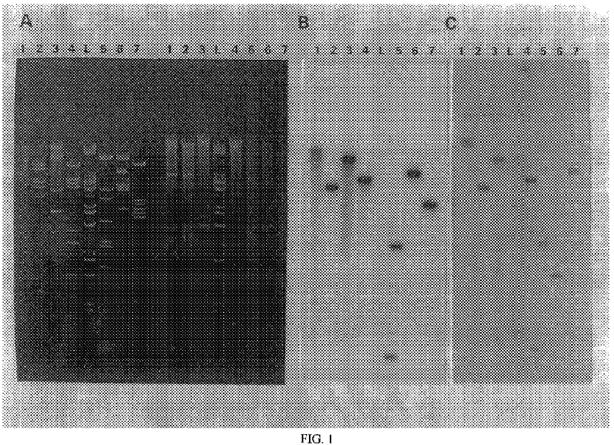 Methods for transforming Phaffia strains, transformed Phaffia strains so obtained and recombinant DNA in said methods