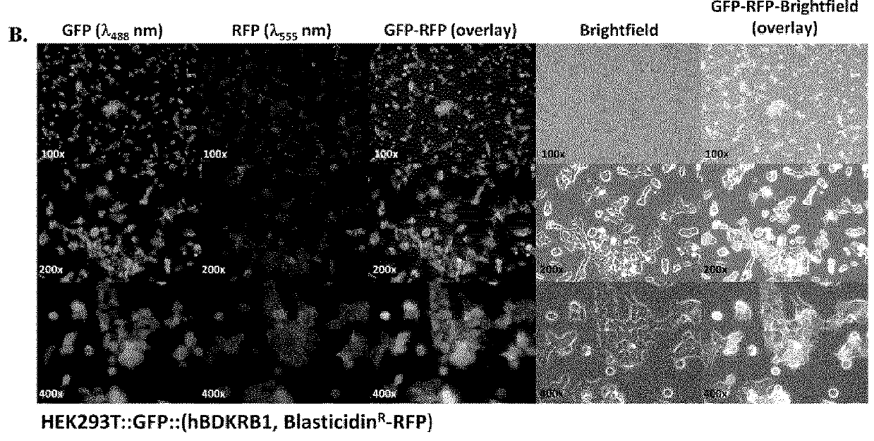 Compositions targeting bradykinin receptor B1 for medical imaging of cancer and other disorders