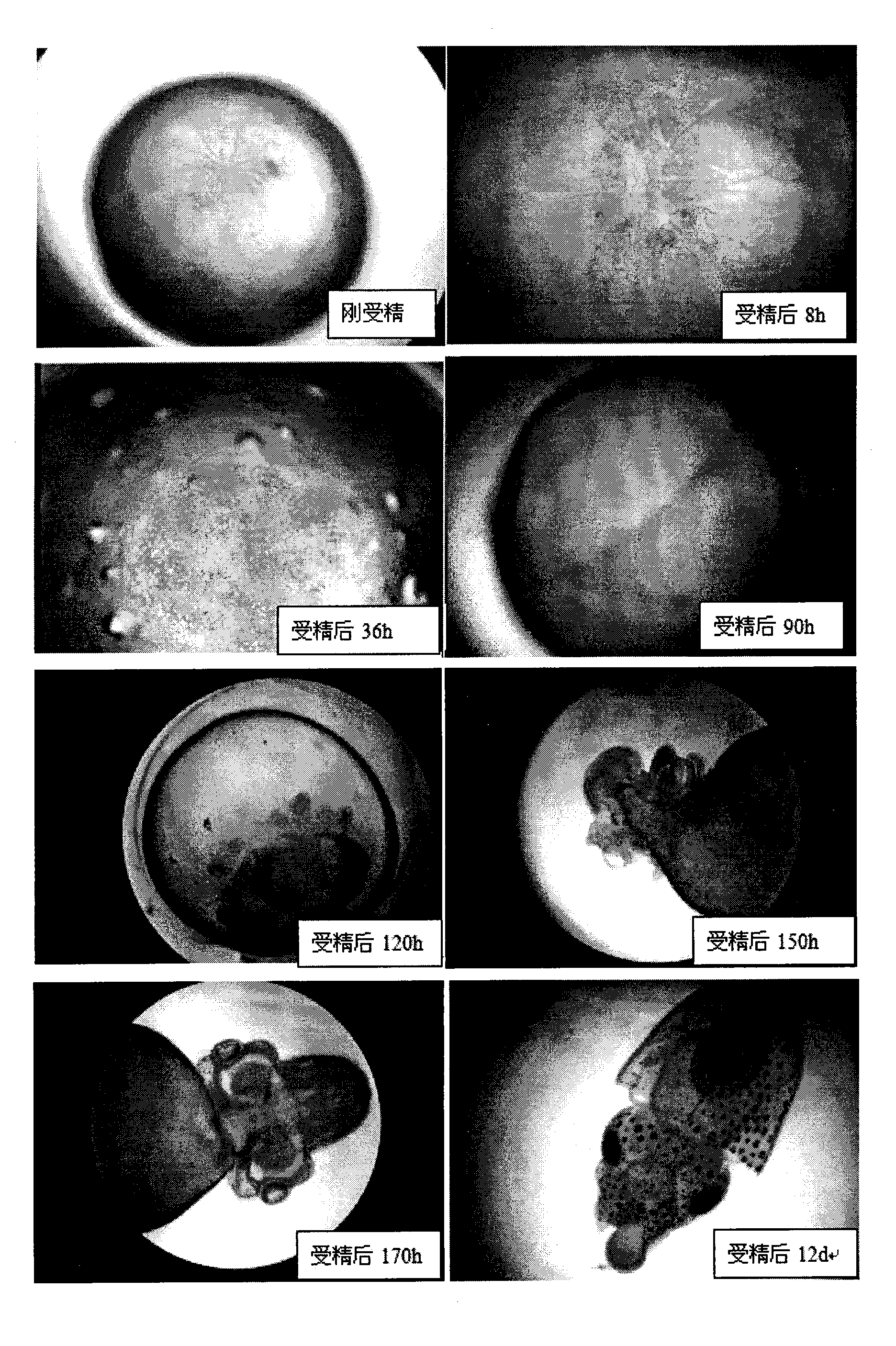 Artificial insemination incubation method for sepiella maindroni and special agent used thereof