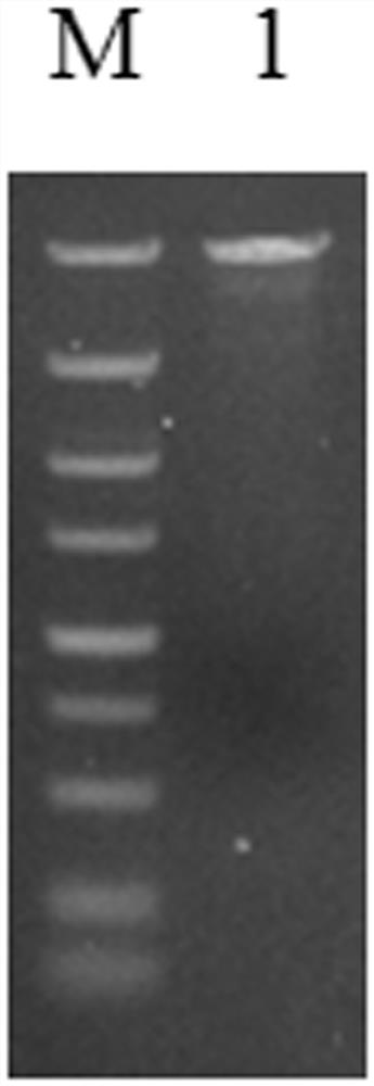 Bacillus licheniformis with enhanced ppc expression and preparation method and application