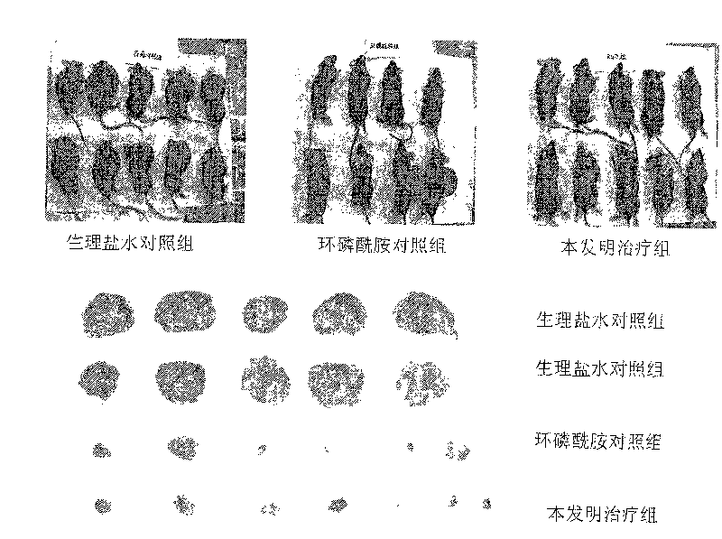 Agkistrodon halys ussuriensis disintegrin site-directed mutants cDNA clone, expression and protein preparation method and application thereof