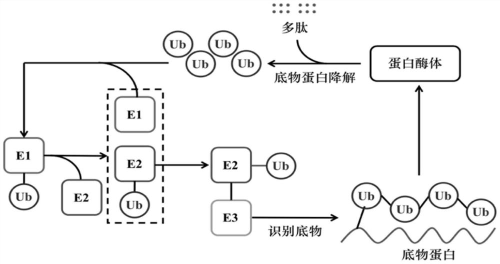 Method for verifying reason for promoting HCC chemotherapy drug resistance by regulating PTEN-AKT signal axis through UBE2S