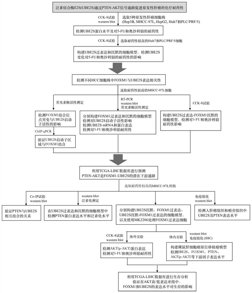 Method for verifying reason for promoting HCC chemotherapy drug resistance by regulating PTEN-AKT signal axis through UBE2S