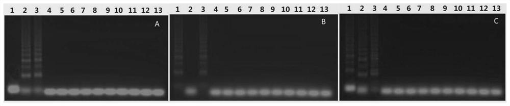 Primer and method for detecting Peste des petits ruminants virus and bluetongue virus