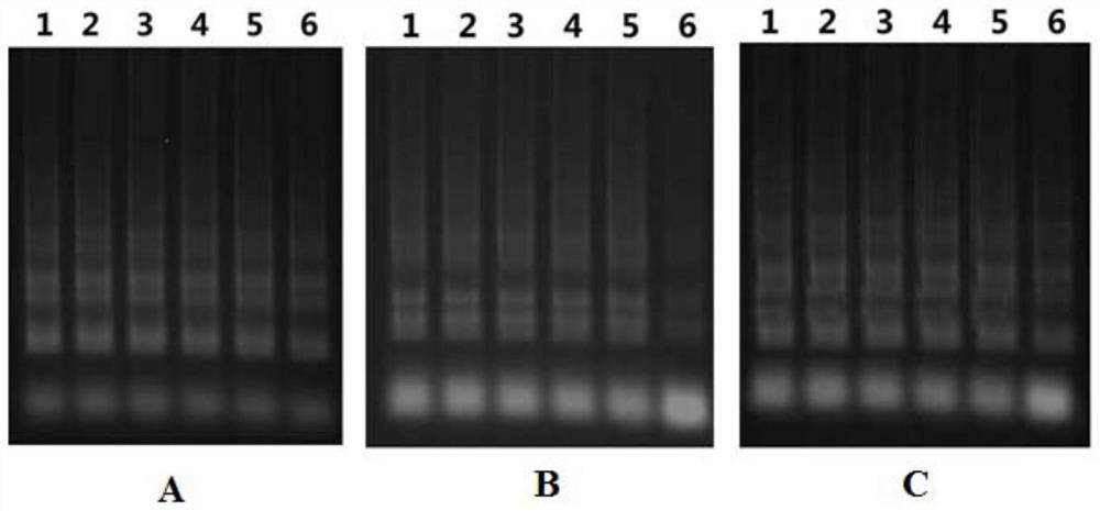 Primer and method for detecting Peste des petits ruminants virus and bluetongue virus