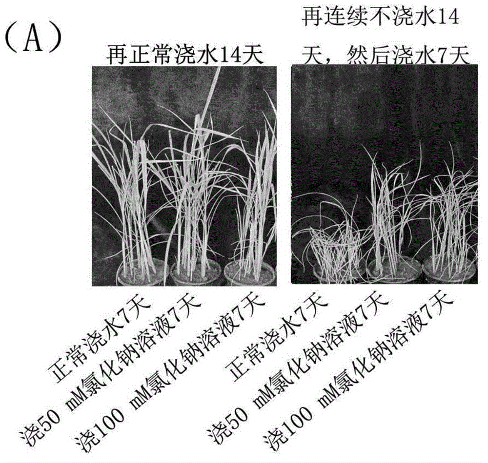 Method for improving drought resistance of paddy rice, alfalfa and Bermuda grass through low-salt induction treatment