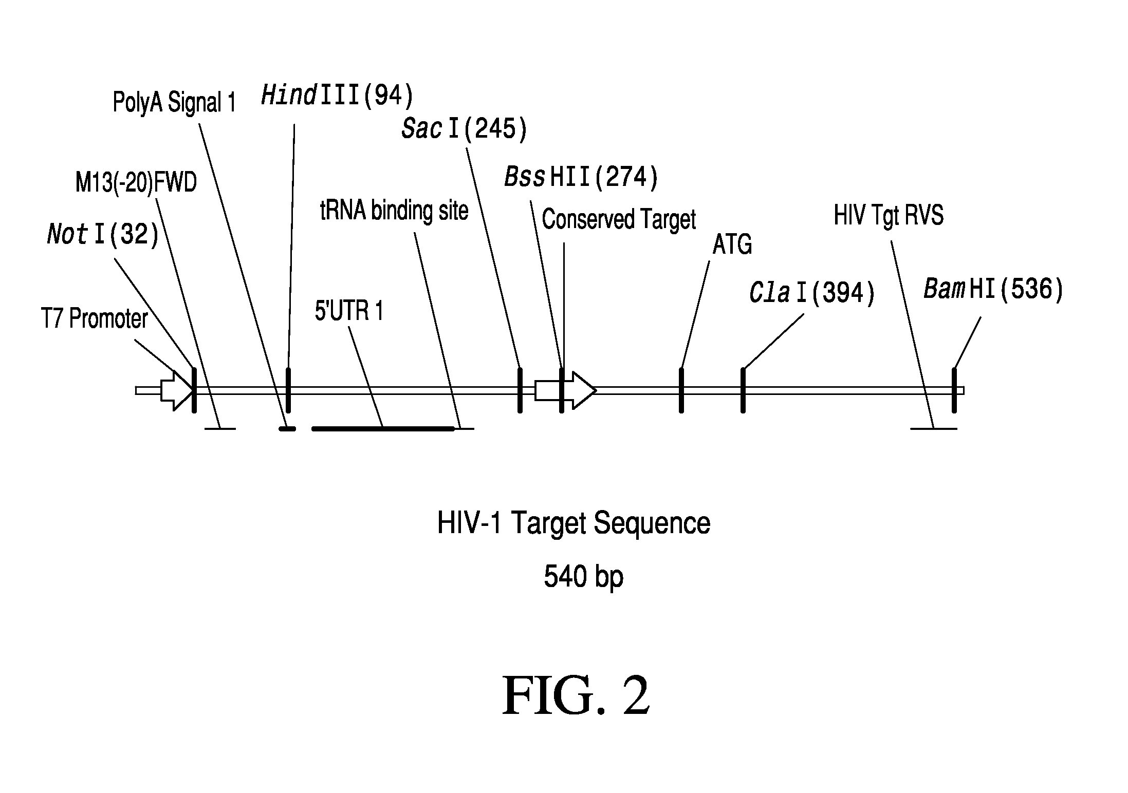 Anti-HIV Group I Introns and Uses Thereof in Treating HIV Infections