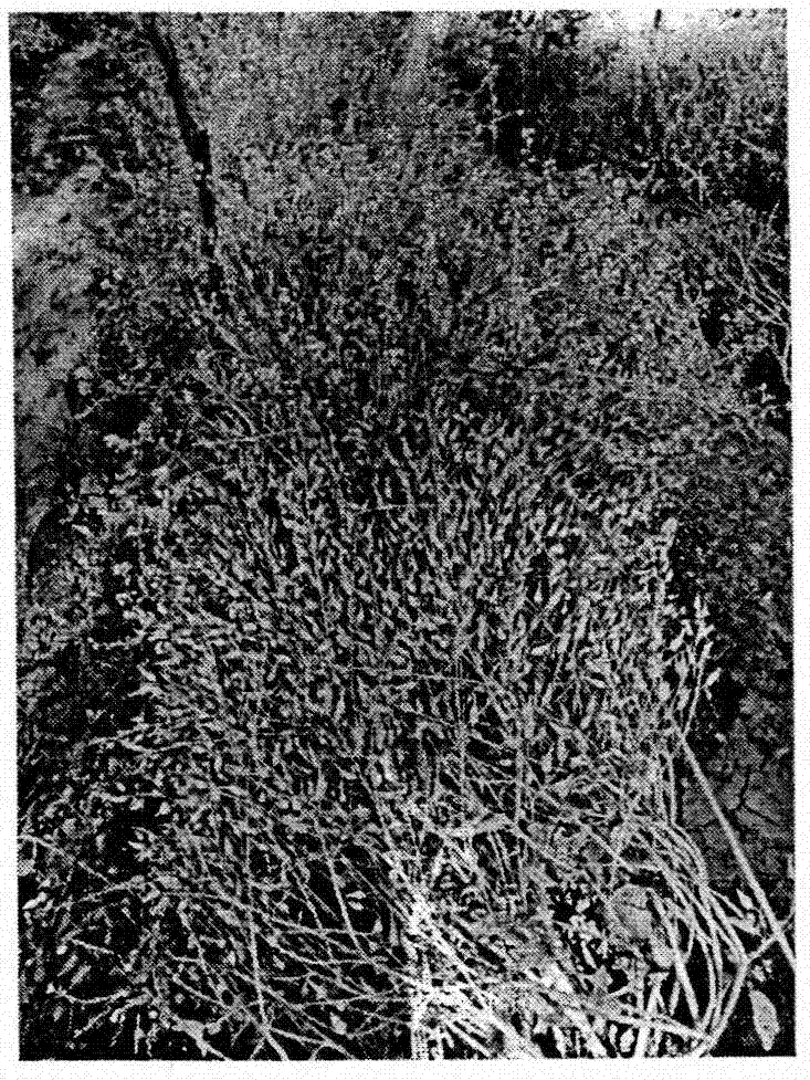 Method for increasing hybrid setting rate of carrots