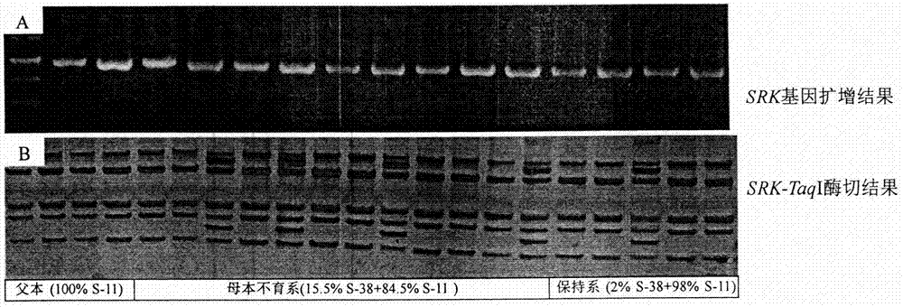 Method for increasing hybrid setting rate of carrots