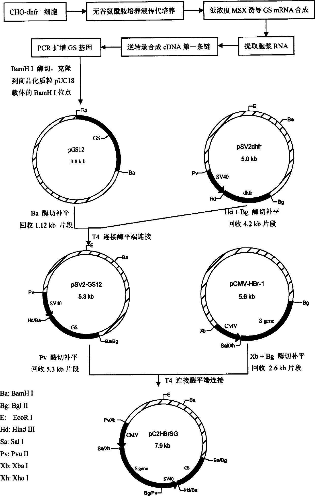 Cell line of transgene mammal with fusion antigen of S (main protein) and previous SI (large protein) of hepatitis B surface expressed in high efficiency