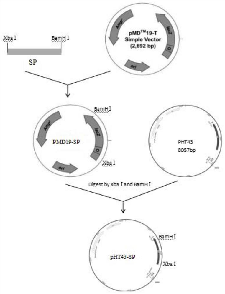 A method for expressing and preparing sucrose phosphorylase