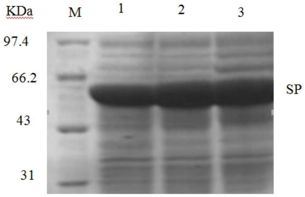 A method for expressing and preparing sucrose phosphorylase