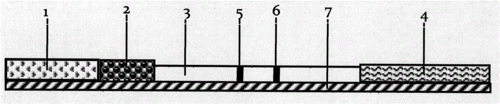 Test strip for detecting citrobacter freundii and preparation method thereof