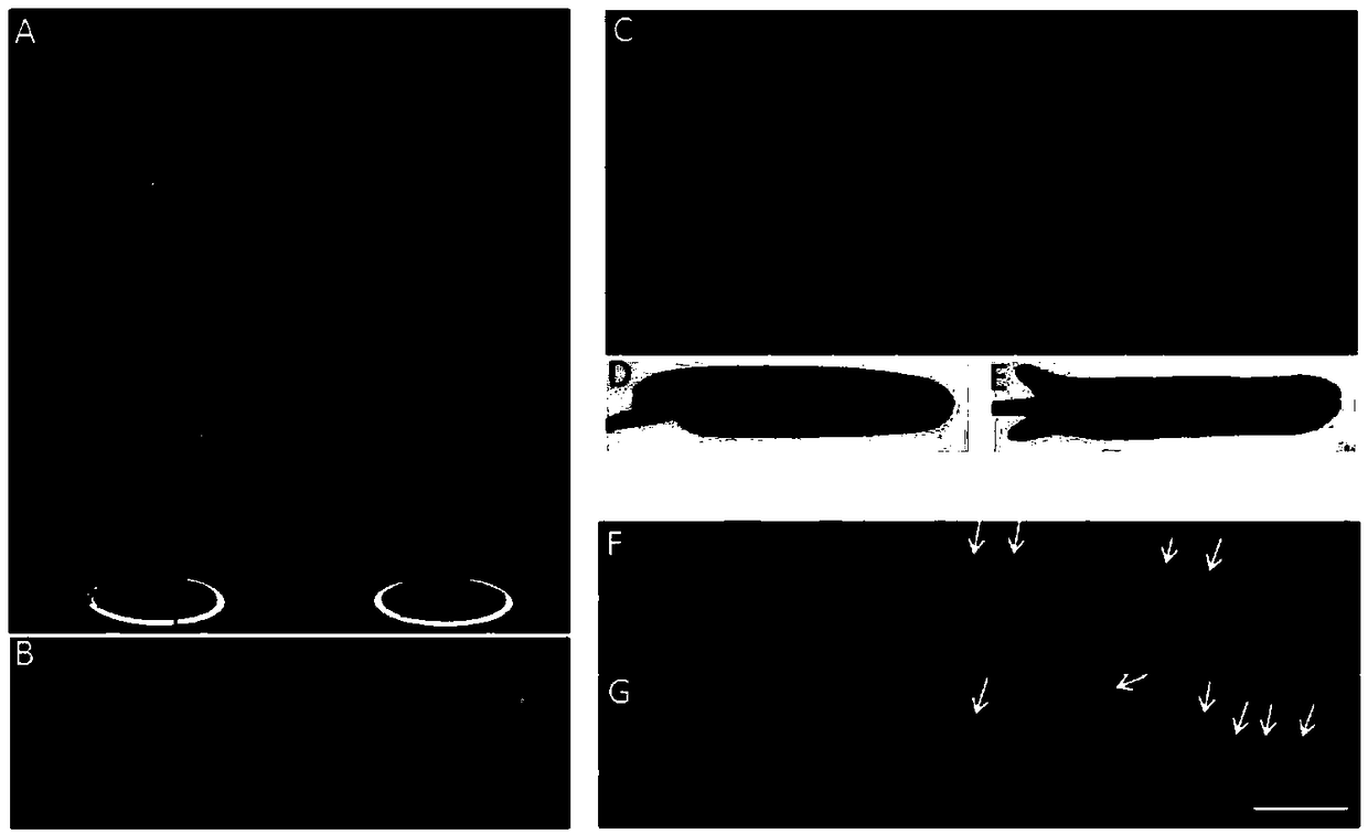 Method for obtaining rice mutant with lost genetic intervention and application thereof