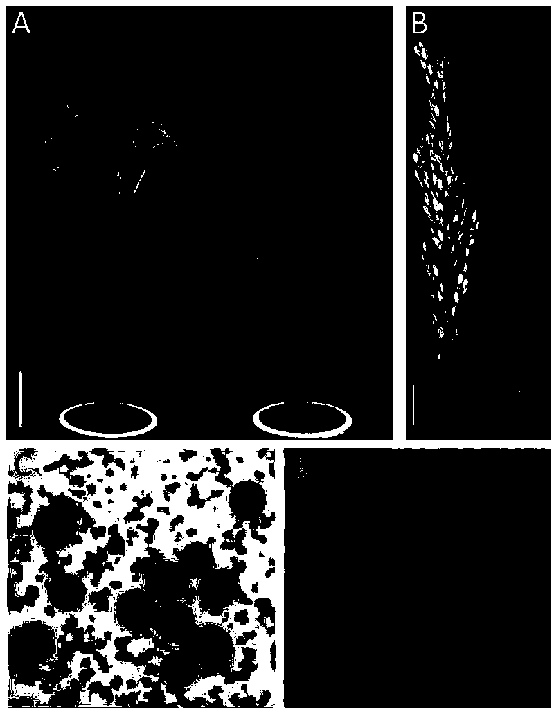 Method for obtaining rice mutant with lost genetic intervention and application thereof