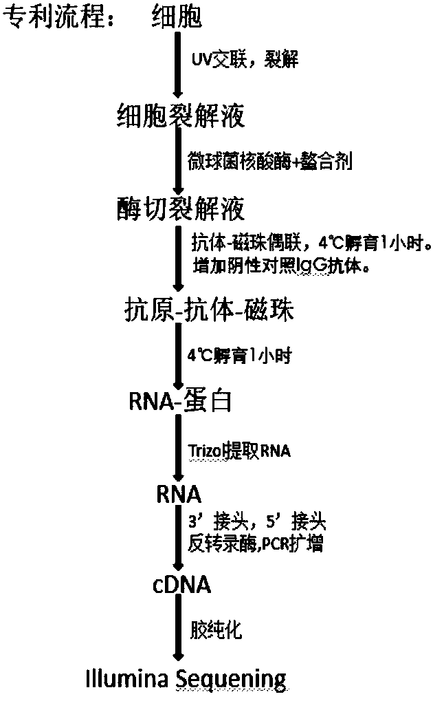 Improved method for identifying target RNA sequences of RNA-binding protein in cell sample