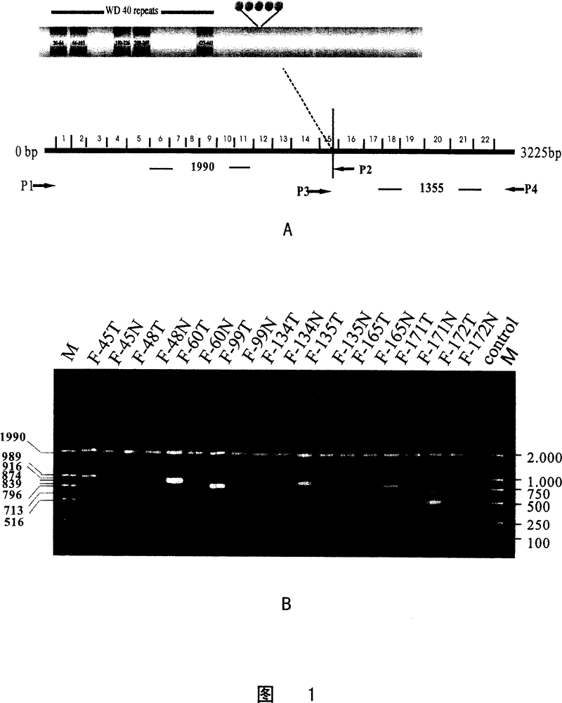 A group of mutants suitable for classification and determination of patient prognosis in liver cancer histology