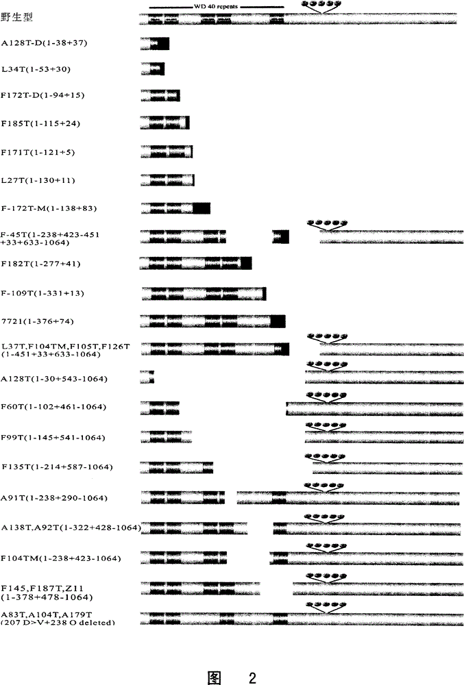 A group of mutants suitable for classification and determination of patient prognosis in liver cancer histology