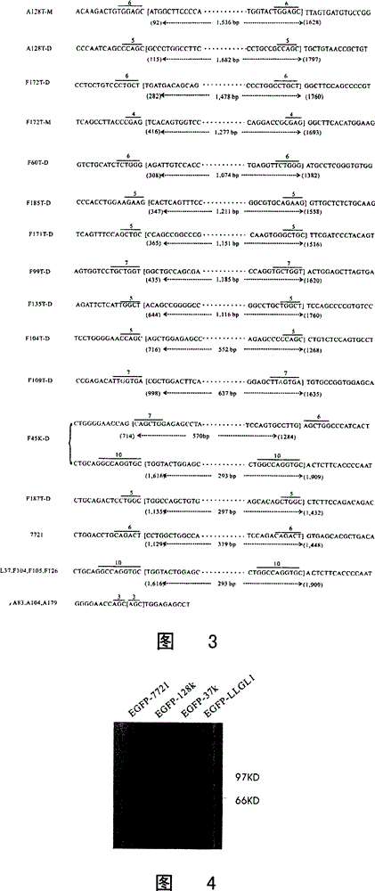 A group of mutants suitable for classification and determination of patient prognosis in liver cancer histology