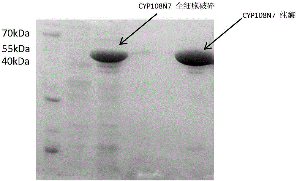 Function of novel cytochrome P450 oxidase