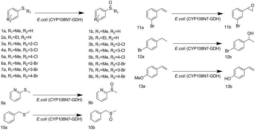 Function of novel cytochrome P450 oxidase