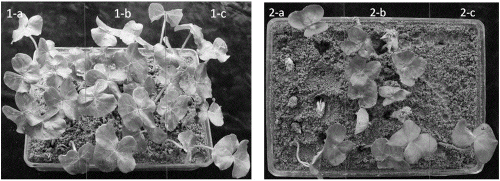 Method for identifying germination-stage composite salt-alkali resistance of semi-wild cotton