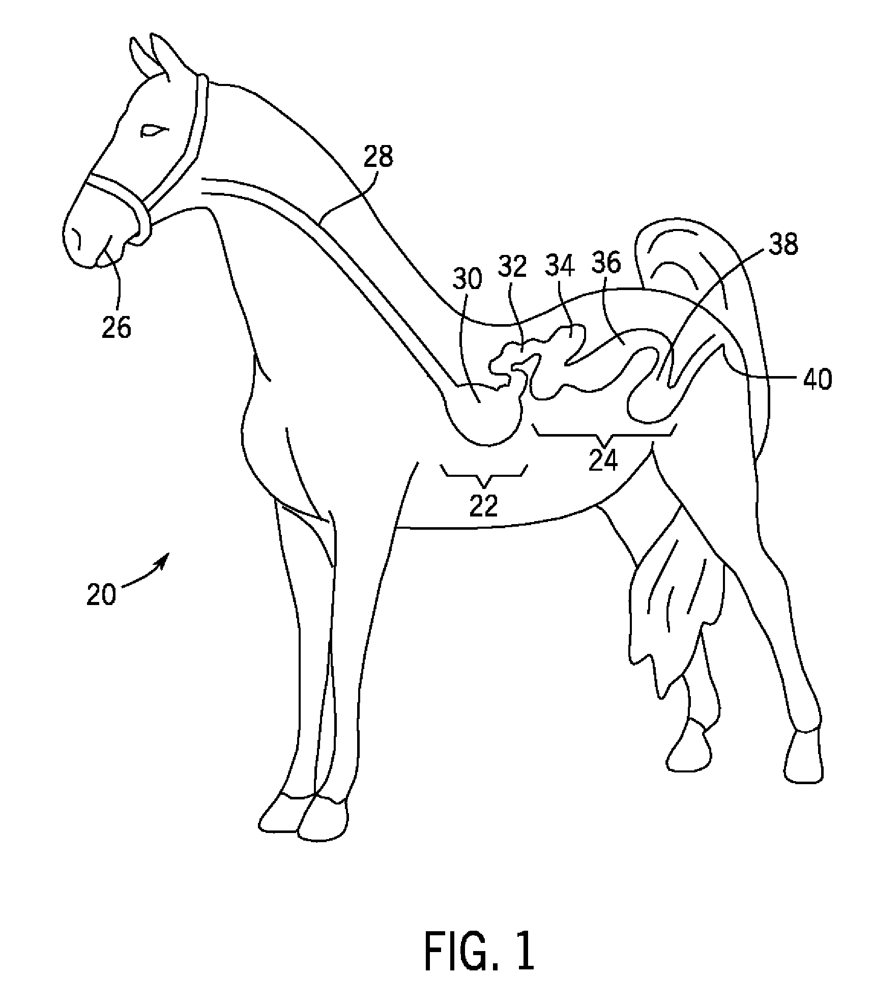 Monoclonal and Polyclonal Antibodies to Equine Albumin and Hemoglobin and Apparatus and Methods Using the Antibodies in the Identification and Localization of Ulcers and Other Digestive Tract Bleeding in Equines