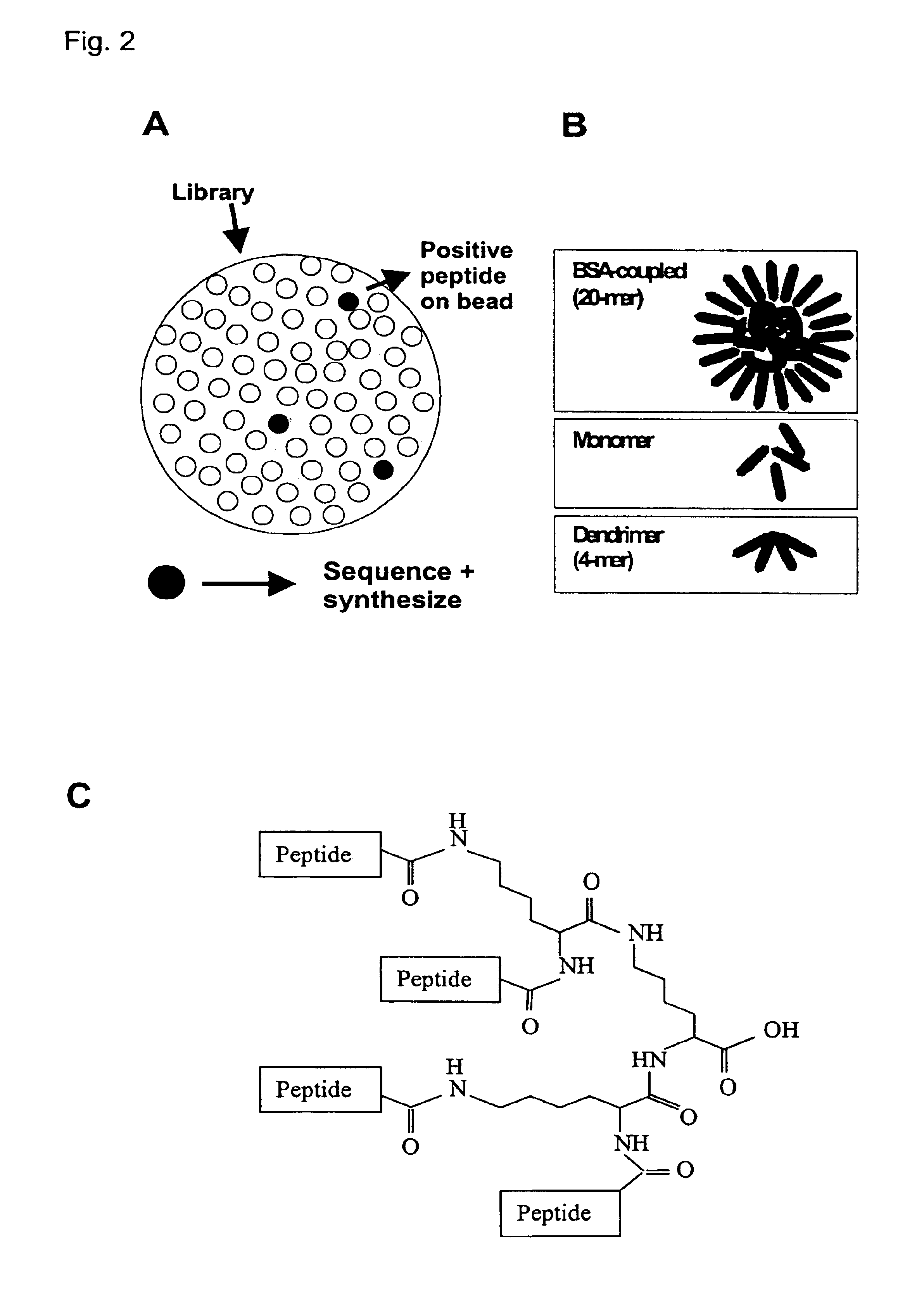 NCAM binding compounds