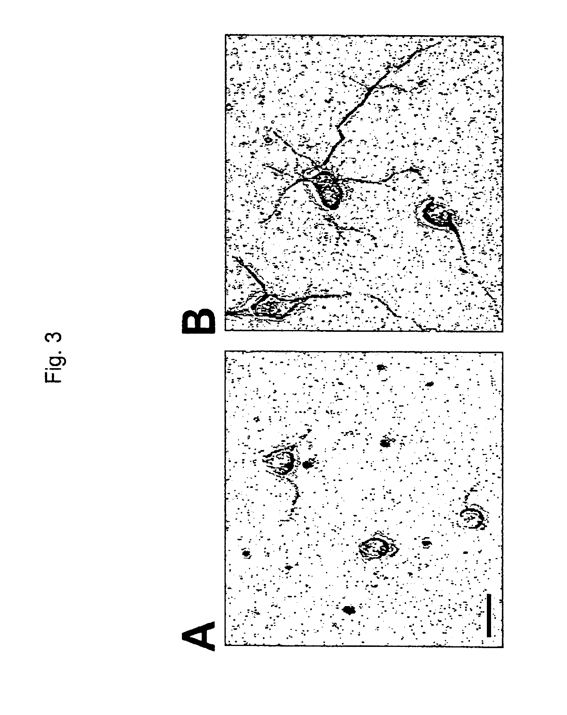 NCAM binding compounds