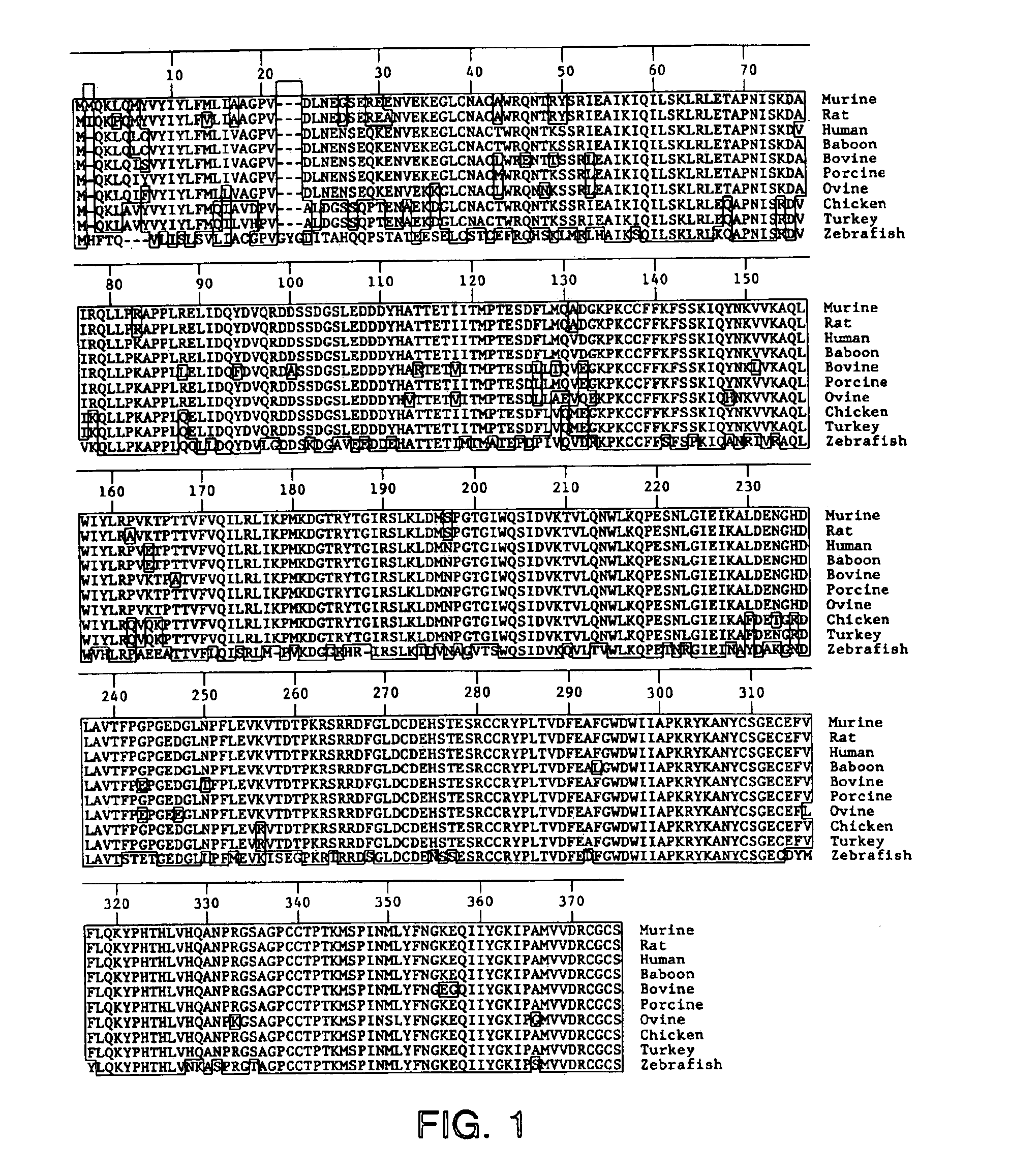 Transgenic non-human animals expressing a truncated activintype II receptor