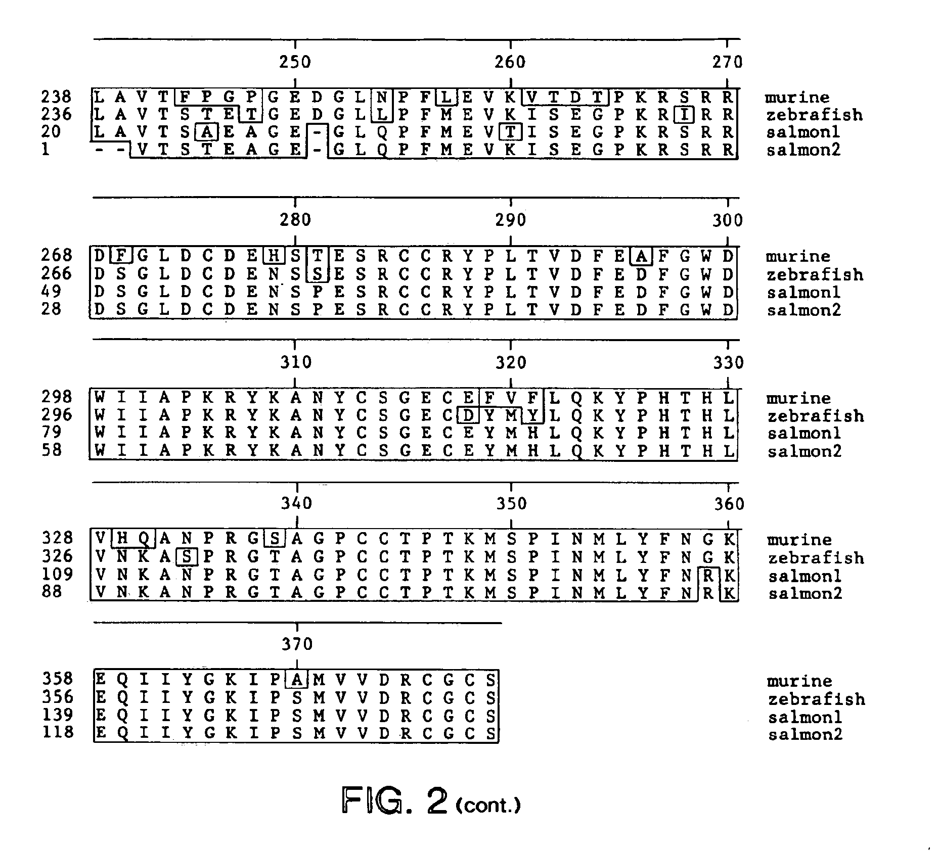 Transgenic non-human animals expressing a truncated activintype II receptor