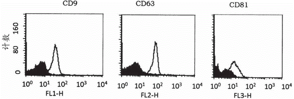 Osteogenic differentiation of mesenchymal stem cells