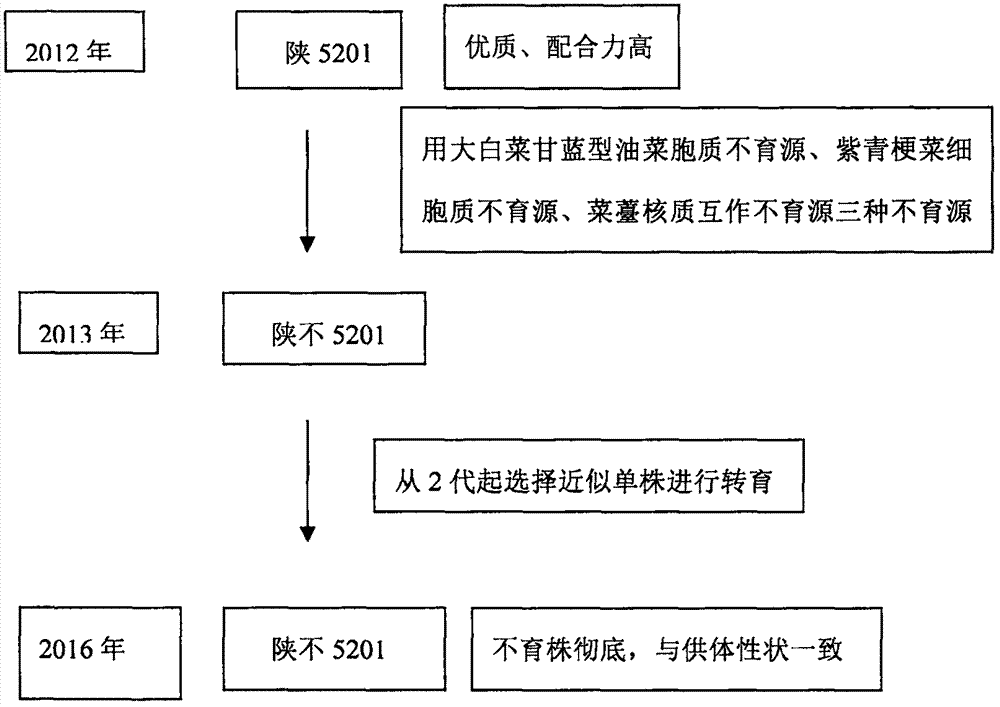 Rapid transfer breeding method for Shanxi 5201 sterile line