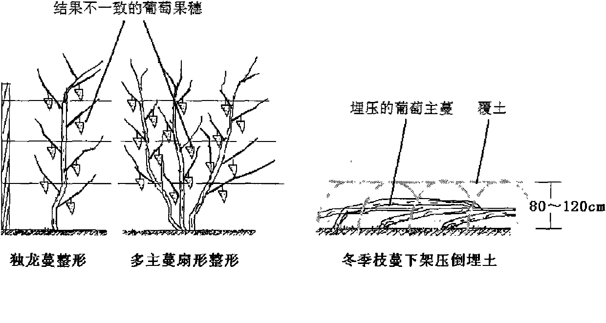 Cultivation method for producing high-quality ice wine raw material in buried cold-proof area