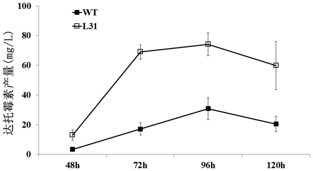 Streptomyces roseospora l31 with high daptomycin production and its construction method