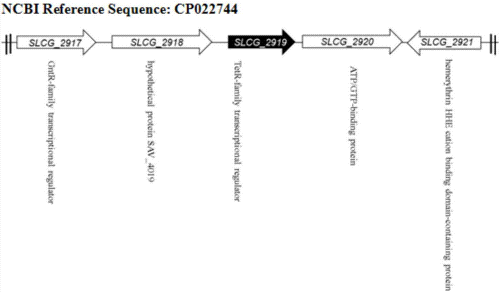 Method of increasing lincomycin output by modifying gene of streptomyces lincolnensis SLCG_2919