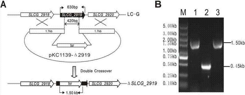 Method of increasing lincomycin output by modifying gene of streptomyces lincolnensis SLCG_2919