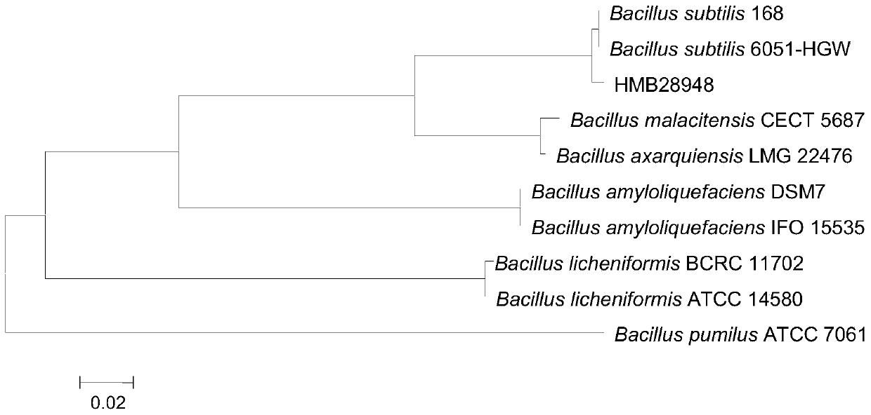 Bacillus subtilis hmb28948 and its application