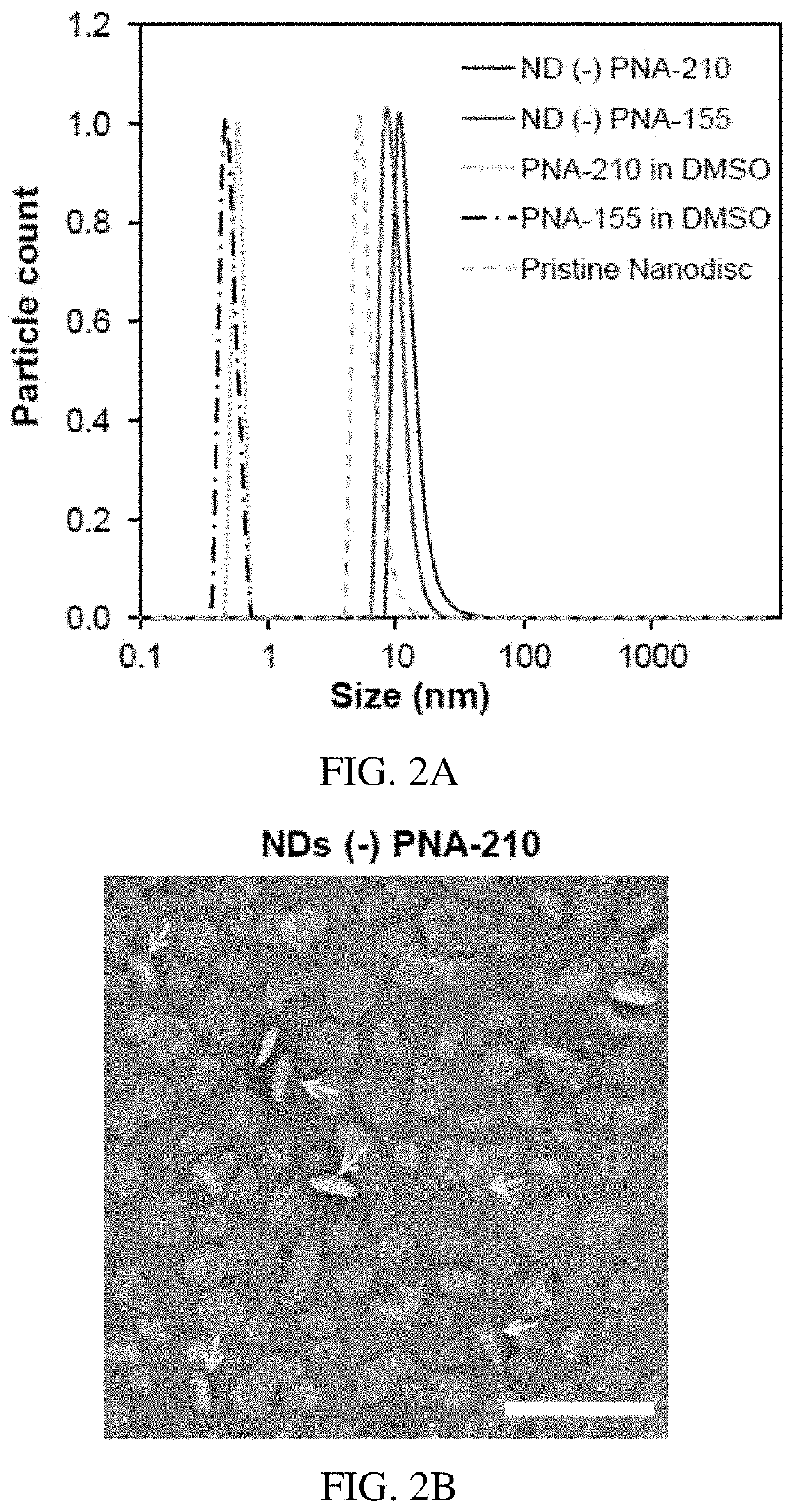 Discoidal Nano Universal Platform for Efficient Delivery of PNAs