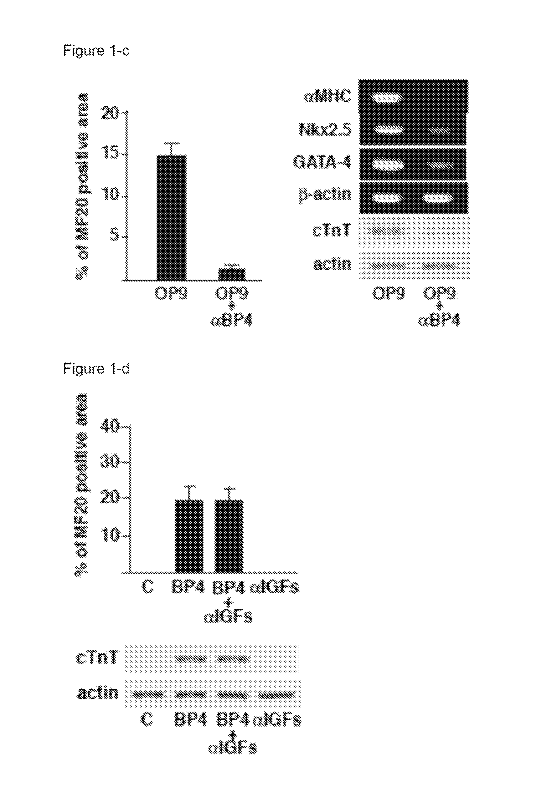 Wnt Signaling Inhibitor Comprising Insulin-Like Growth Factor-Binding Protein