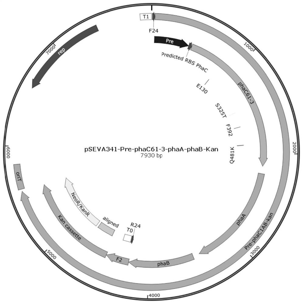 A method for microbial production of short, medium and long chain polyhydroxy fatty acid copolymers