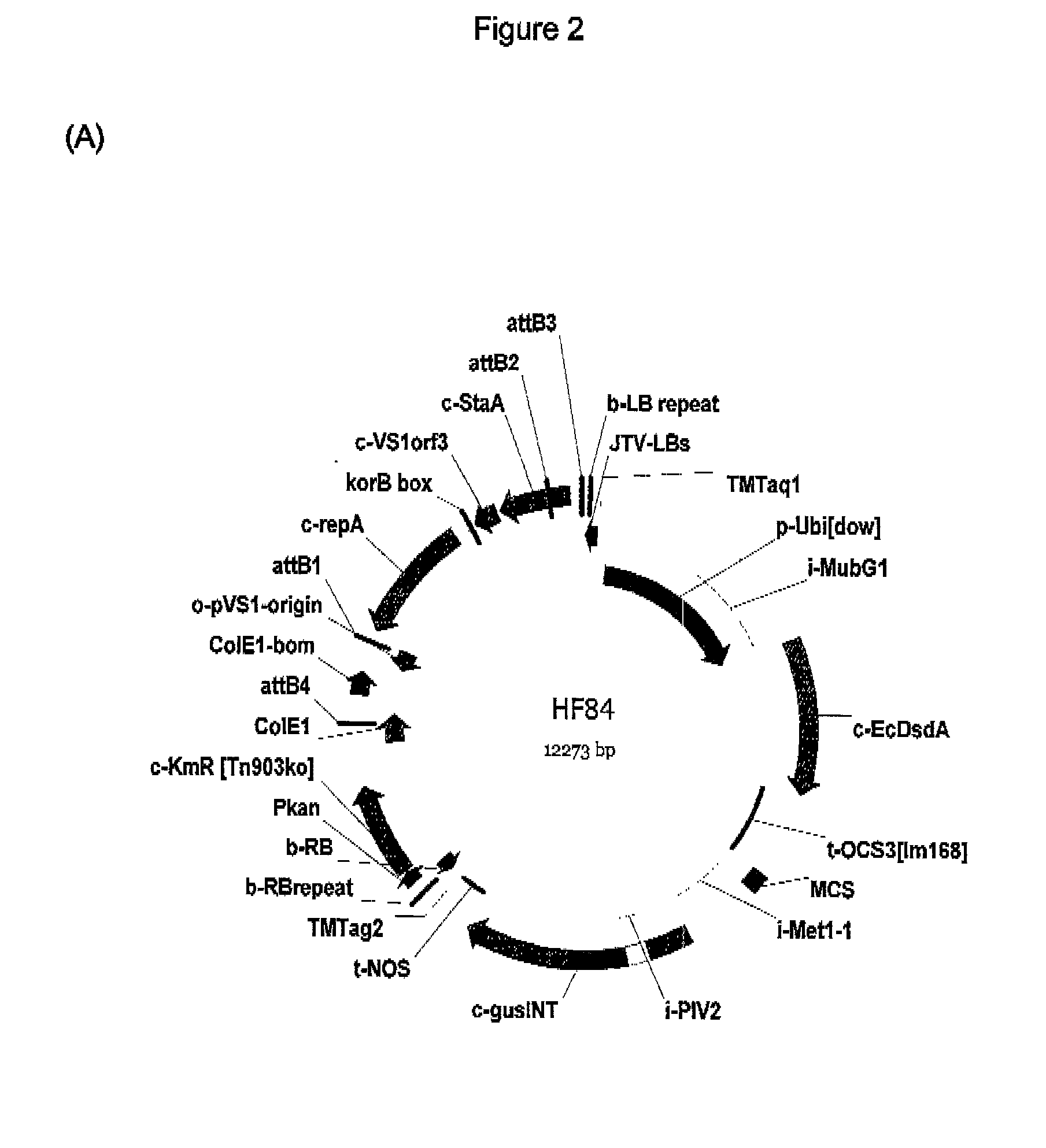 Expression Cassettes for Embryo-Specific Expression in Plants