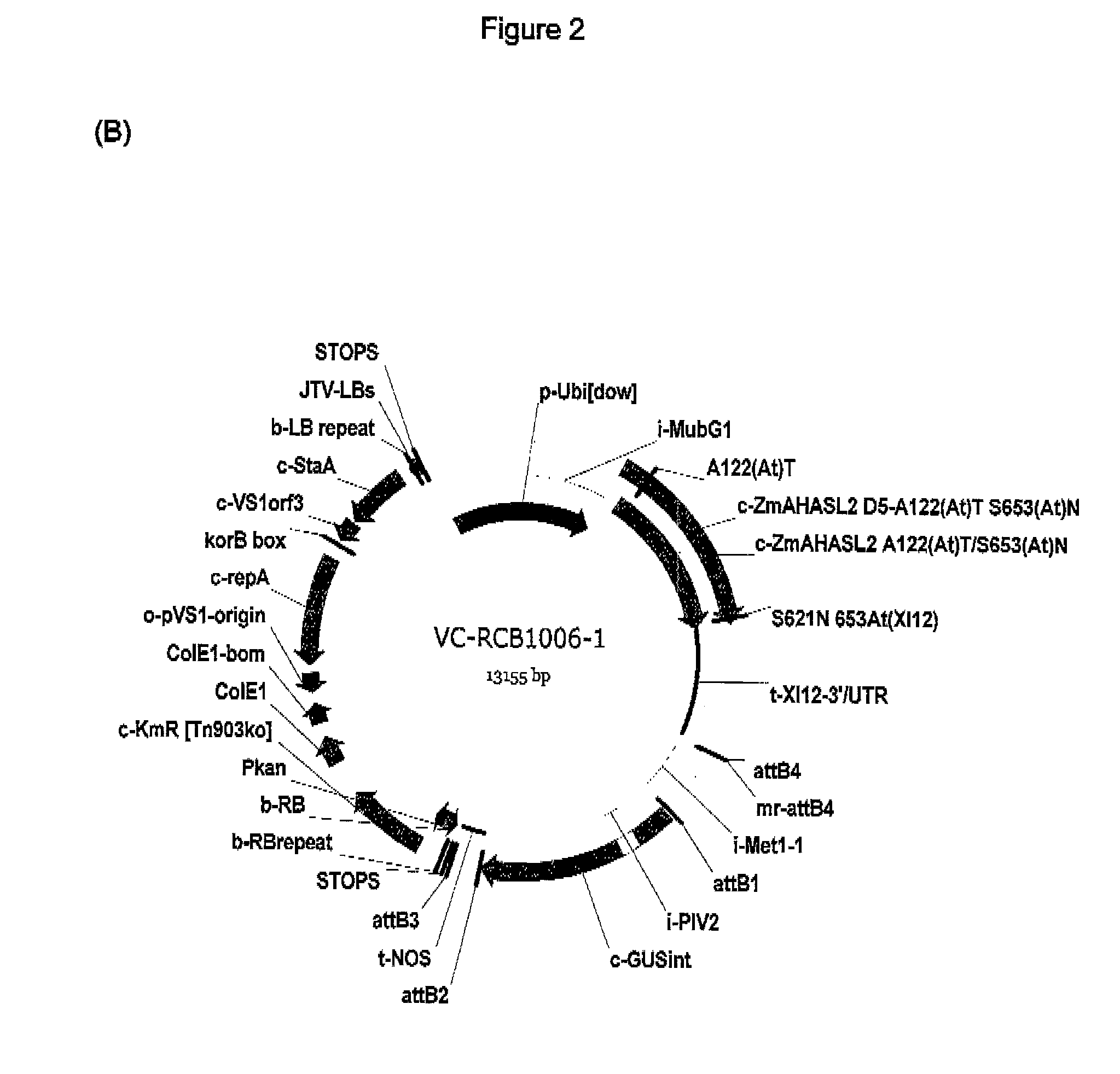 Expression Cassettes for Embryo-Specific Expression in Plants