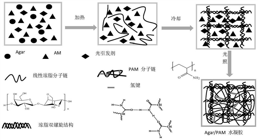 Preparation method of 3D-printable agar/polyacrylamide double hydrogen bond synergistic cross-linked high-toughness hydrogel