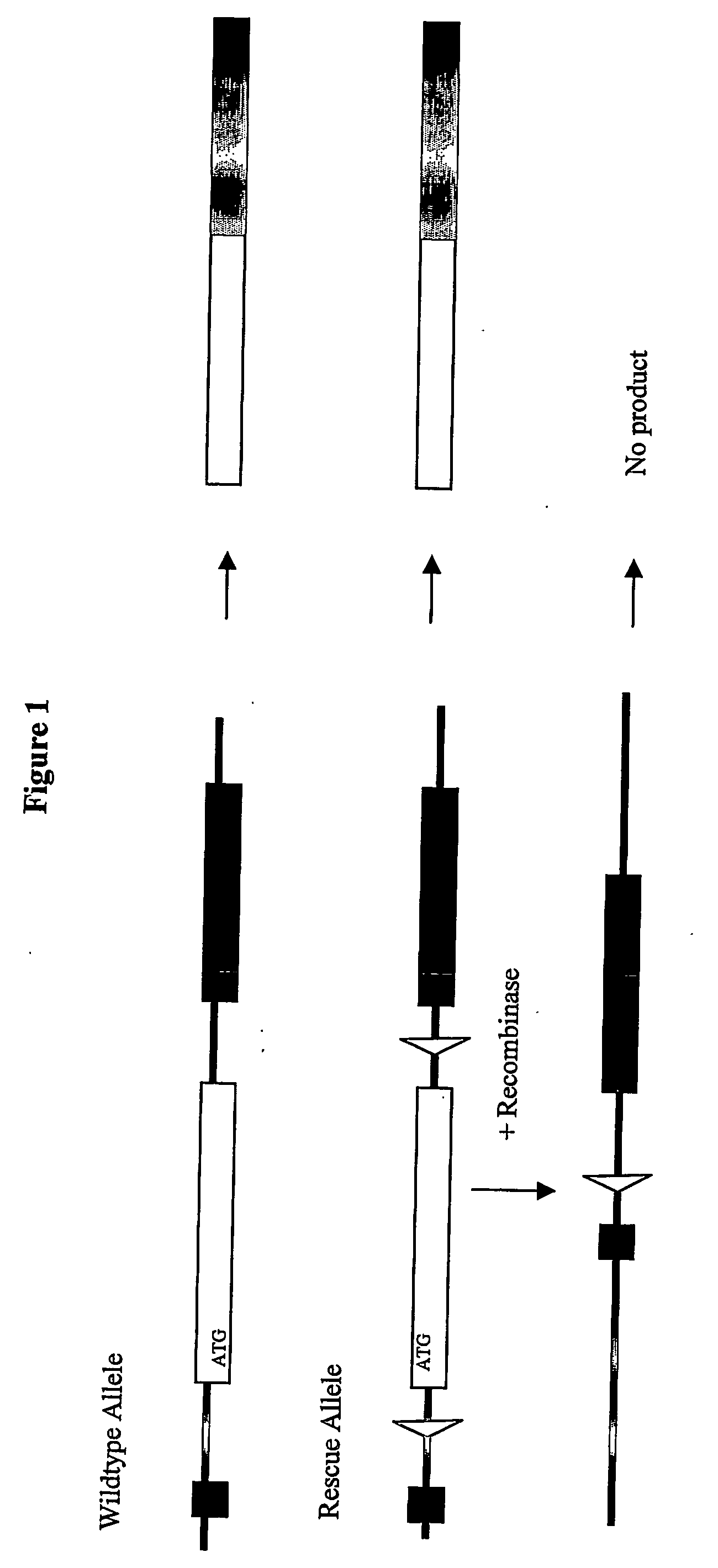 Inducible site-directed mutagenesis through conditional gene rescue